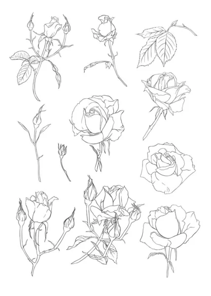 Цветочный набор роз . — стоковый вектор