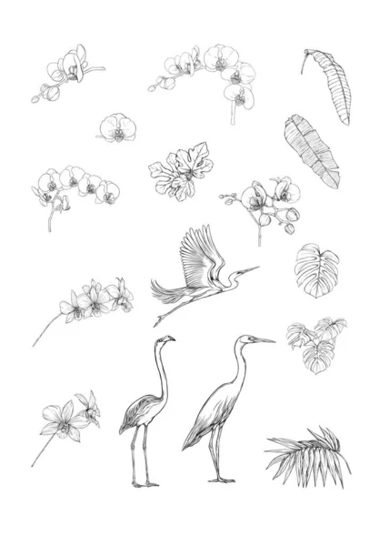 Σύνολο τροπικών σχεδίων, λουλουδιών και πουλιών. — Διανυσματικό Αρχείο