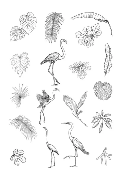 Σύνολο τροπικών σχεδίων, λουλουδιών και πουλιών. — Διανυσματικό Αρχείο