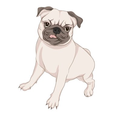 Pug köpek vektör illüstrasyon.