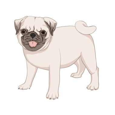 Pug köpek vektör illüstrasyon.