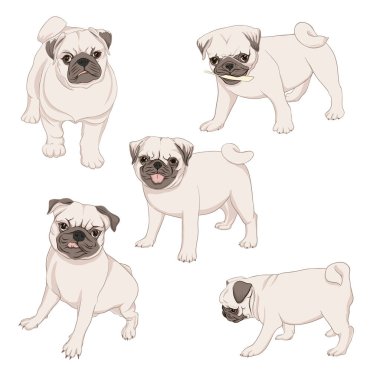 Pug köpek vektör illüstrasyon.