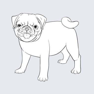 Pug köpek vektör illüstrasyon.