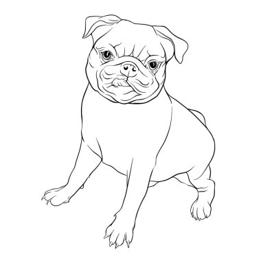 Pug köpek vektör illüstrasyon.
