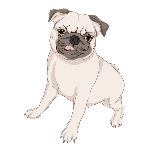 Pug cão vetor ilustração . — Vetor de Stock