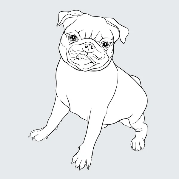 Pug pies ilustracja wektor. — Wektor stockowy