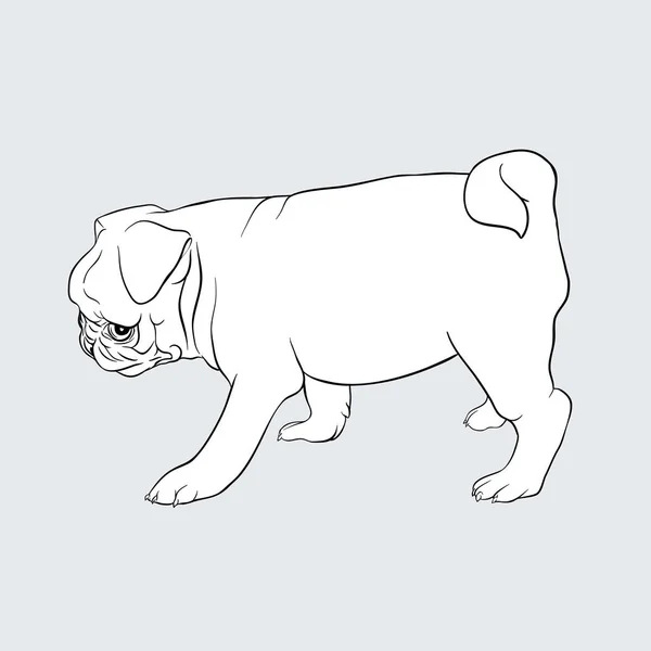 Illustration vectorielle chien Pug . — Image vectorielle