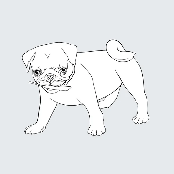 Pug cão vetor ilustração . — Vetor de Stock