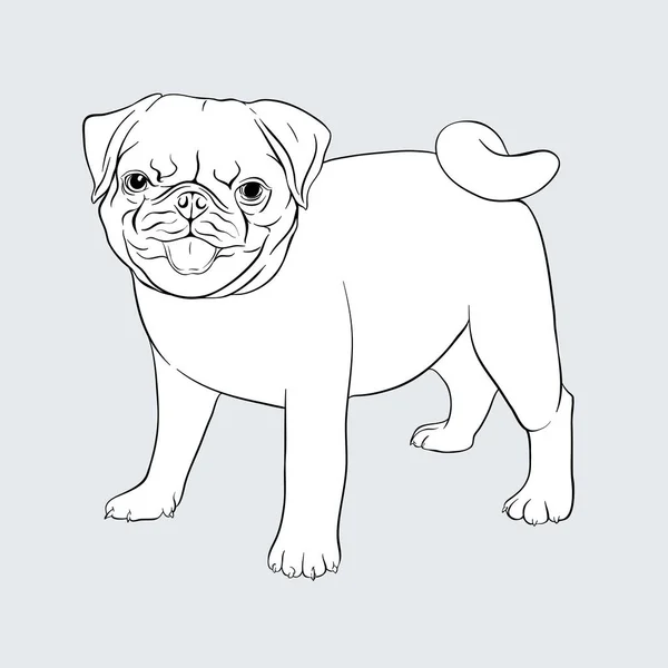 Pug pies ilustracja wektor. — Wektor stockowy