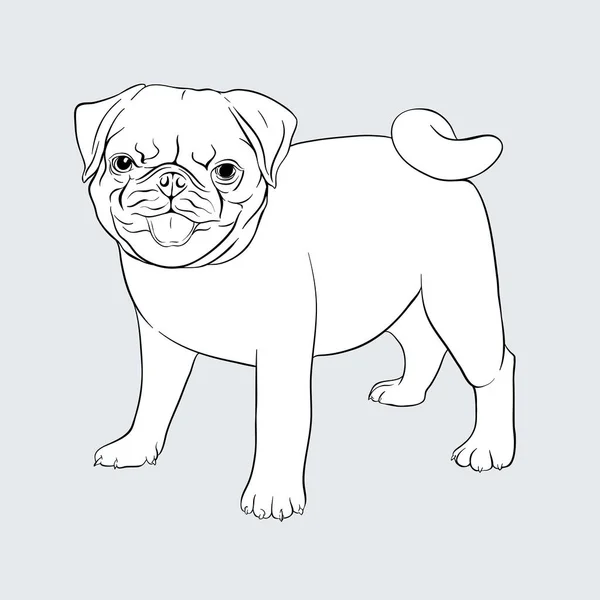 รูปภาพเวกเตอร์หมา Pug . — ภาพเวกเตอร์สต็อก