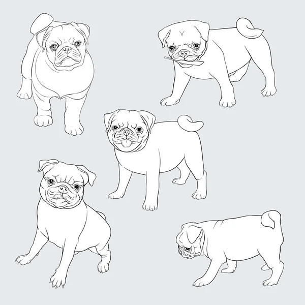 Pug perro vector ilustración . — Archivo Imágenes Vectoriales