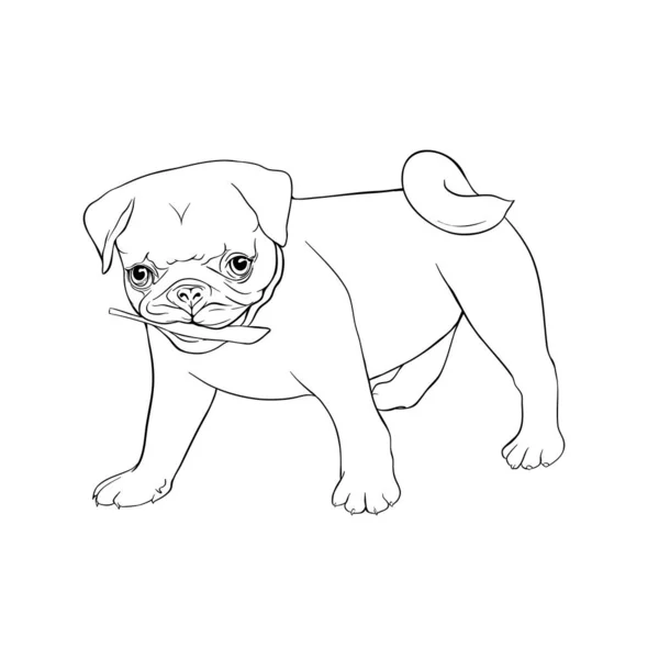 Pug perro vector ilustración . — Vector de stock