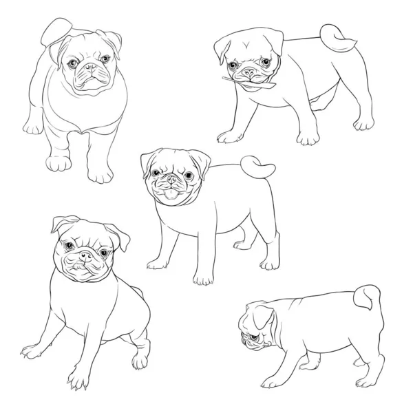 Pug cão vetor ilustração . — Vetor de Stock