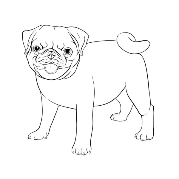 Pug perro vector ilustración . — Vector de stock