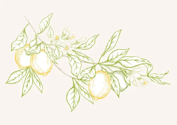 Гілка дерева лимона — стоковий вектор