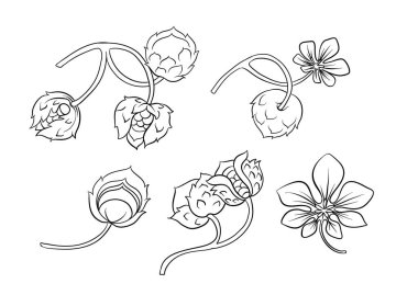 Huzelnut renk illüstrasyonu