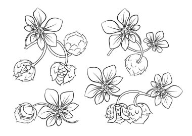 Huzelnut renk illüstrasyonu