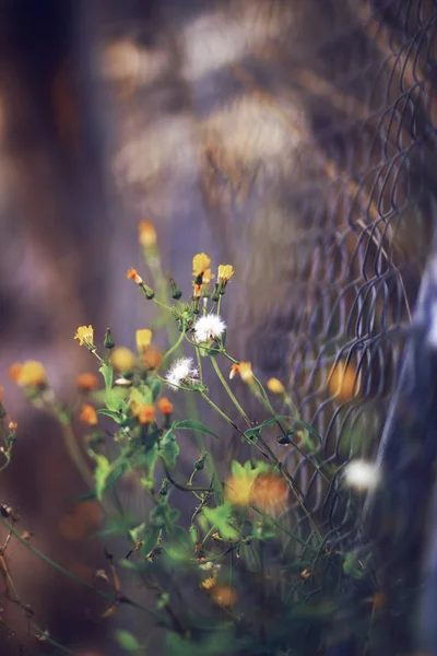 BEAUTIFUL FLOWERS IN A FENCE