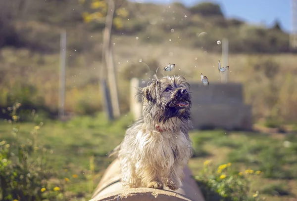 DOG WITH BUTTERFLIES IN THE PARK