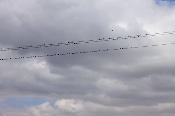 SILHOUETTE OF BIRDS IN THE SKY