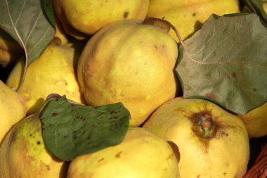 Geleneksel tarım ürünleri sokak pazarı - Bükreş, Romani