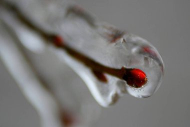 Romanya 'nın Bükreş kentinde kış fırtınası.