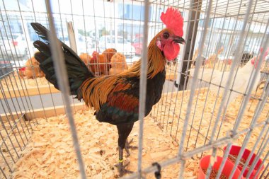 Bükreş'te kuş fuarı