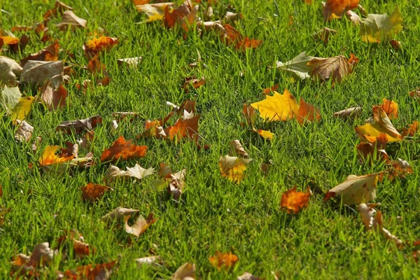 Otoño en un parque en Bucarest . —  Fotos de Stock