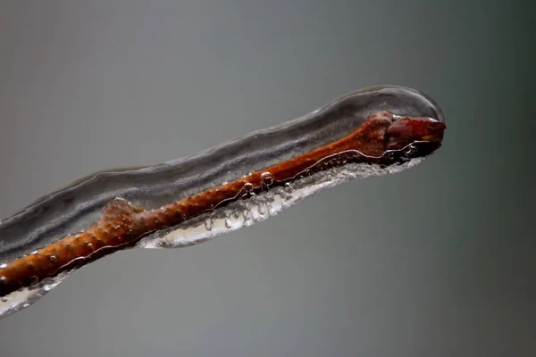 Winter ice storm, in Bucharest, Romania. — Stock Photo, Image