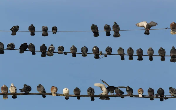 Pombos apertados nos cabos — Fotografia de Stock