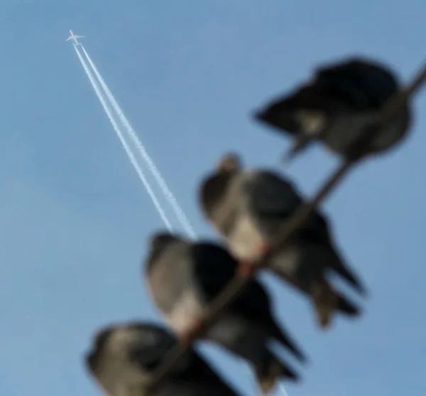 Tauben auf den Kabeln eingepfercht — Stockfoto