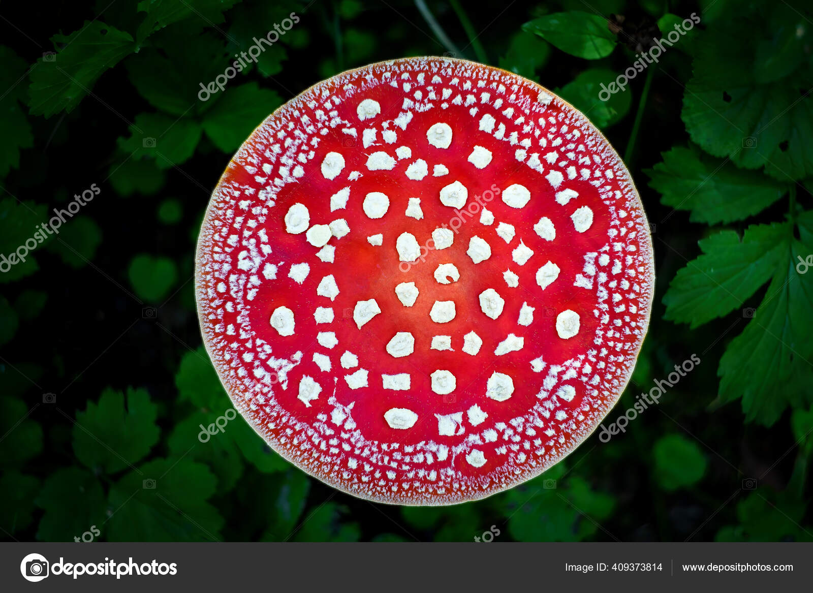 Rode Pileus Cap Van Een Oneetbare Giftige Paddestoel Amanita ⬇ Stockfoto, rechtenvrije door © kukurund #409373814