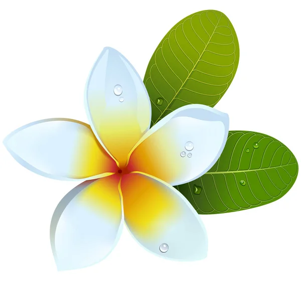Vector Frangipani Flower — Stock Vector