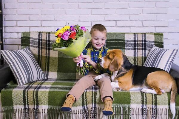 Menino Engraçado Com Buquê Flores Cão Beagle Sofá — Fotografia de Stock