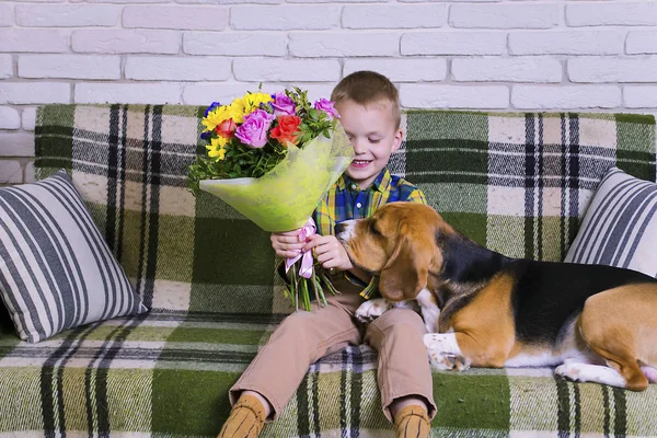 Menino Engraçado Com Buquê Flores Cão Beagle Sofá — Fotografia de Stock