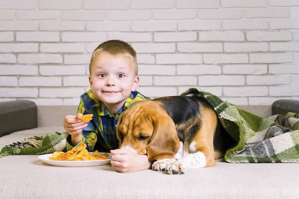 Engraçado Menino Cão Beagle Comer Batatas Fritas Sofá Quarto — Fotografia de Stock