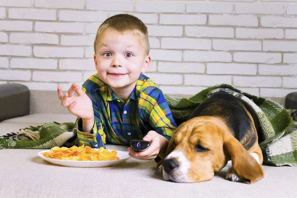 funny boy and dog Beagle eating chips on sofa in the room