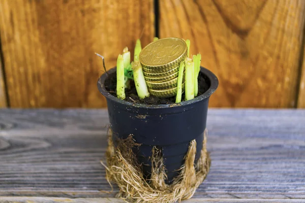 Abstraction Getting Money Growing Greenery Pot Wooden Background — Stock Photo, Image