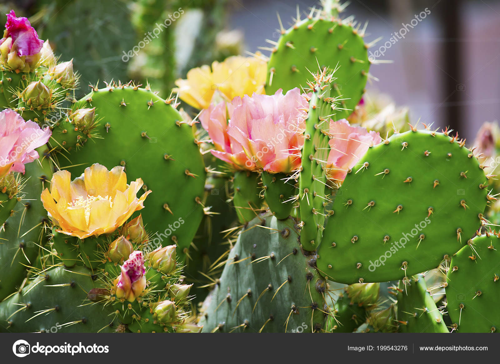 Beautiful%20Cactus%20Flower%20Garden%20Summer%20⬇%20Stock%20Photo,%20Image%20by%20©%20mikitiger%20%20#199543276