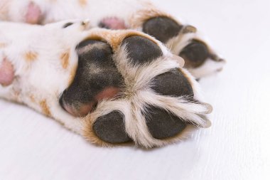 köpek beagle yakın yerde pençe