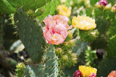 Yaz aylarında bahçe güzel kaktüs çiçeği