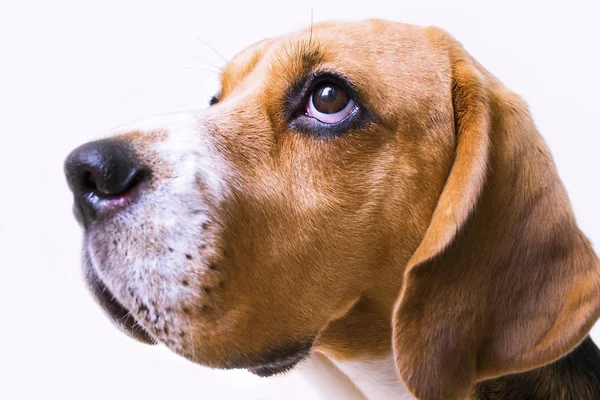 Lindo Perro Beagle Encuentra Primer Plano Del Piso — Foto de Stock