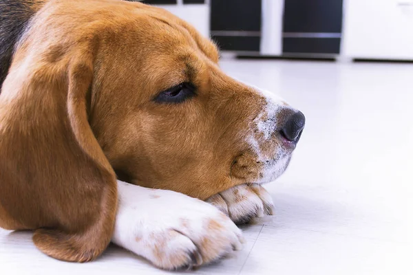 Lindo Perro Beagle Encuentra Primer Plano Del Piso — Foto de Stock