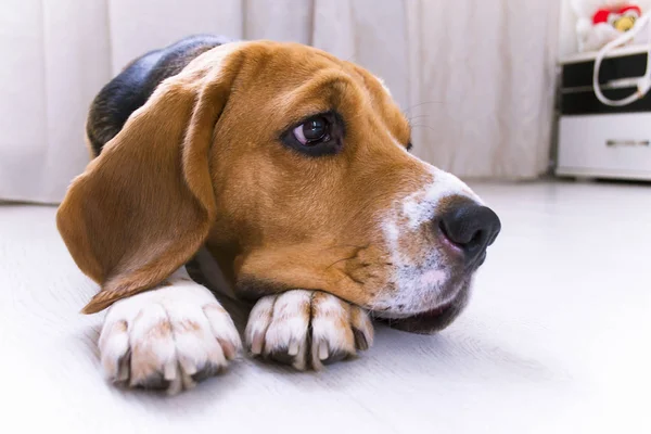 Lindo Perro Beagle Encuentra Primer Plano Del Piso — Foto de Stock