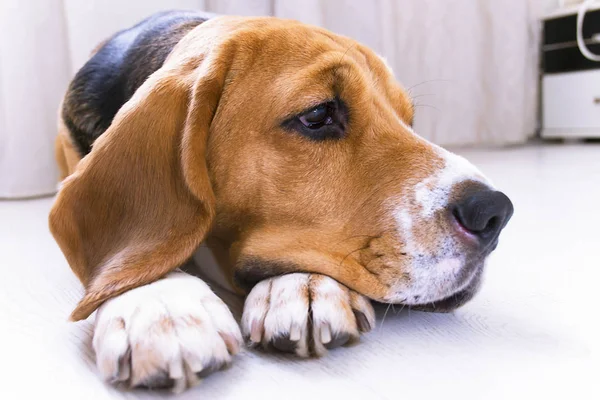 Lindo Perro Beagle Encuentra Primer Plano Del Piso — Foto de Stock