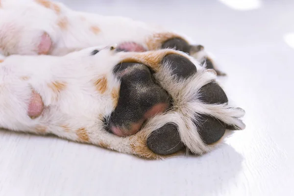 köpek beagle yakın yerde pençe