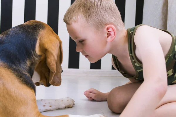 Engraçado Menino Está Levantando Cão Beagle Quarto Chão — Fotografia de Stock