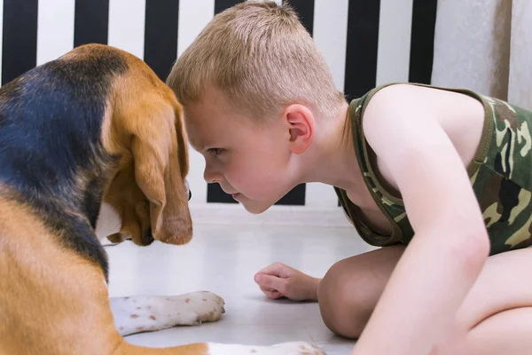 Engraçado Menino Está Levantando Cão Beagle Quarto Chão — Fotografia de Stock