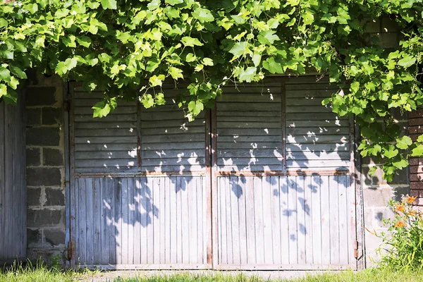 Background Old Wooden Gate Leaves Grapes Summer — Stock Photo, Image
