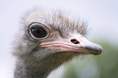 komik devekuşu baş yakın çekim yaz çiftlikte